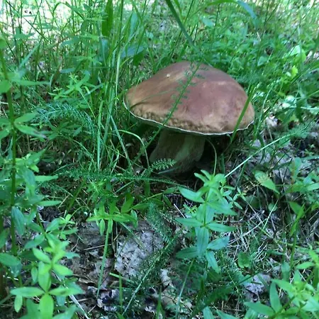 сонячне закарпаття Appartement Polyana (Transcarpathia)