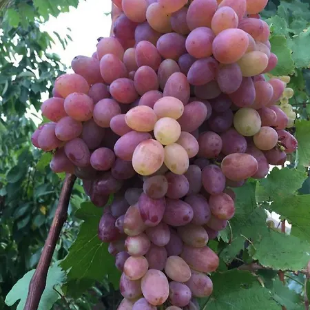 сонячне закарпаття * Поляна